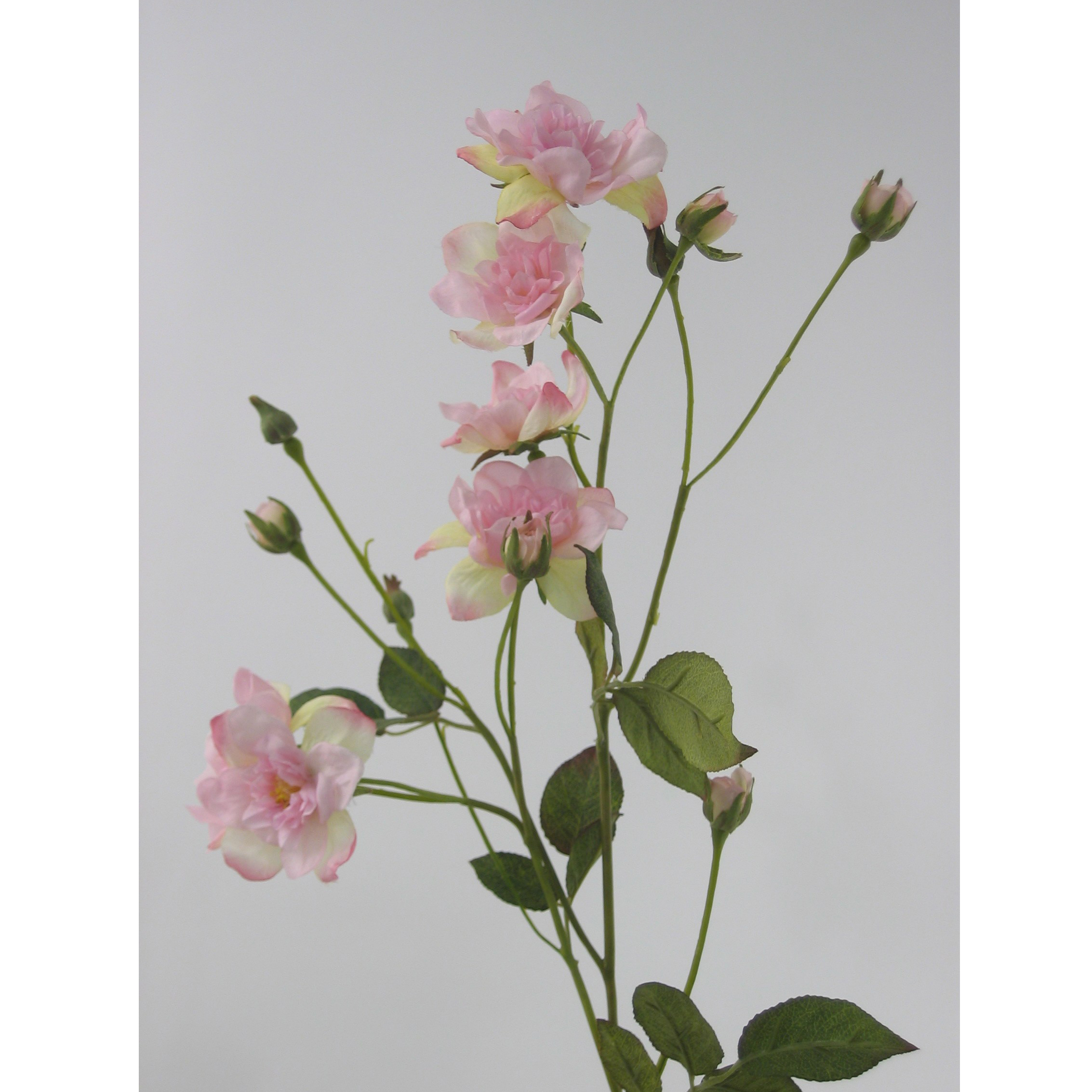 Фото Белая дикая роза, более 95 качественных бесплатных стоковых фото